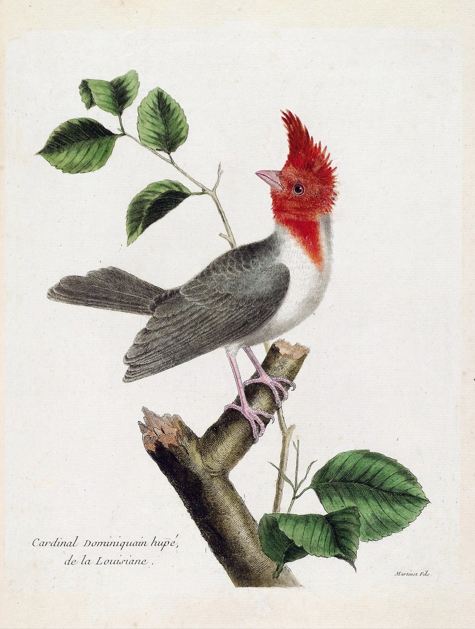 Zoologische kaart (ornithologie): Dominicaanse kardinaal Hupe (parare huppe of paroaria coronata) op een tak. Illustratie in 
