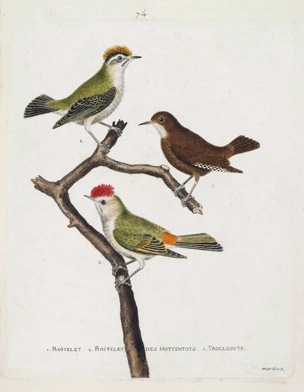 Zoologische kaart (ornithologie). Van boven naar beneden: roitelet (drievoudige bandage of regulus ignicapilla), winterkoning (schattige winterkoning of winterkoning) en roitelet van hottentotten (robijnkroon) op een tak. Illustratie in 
