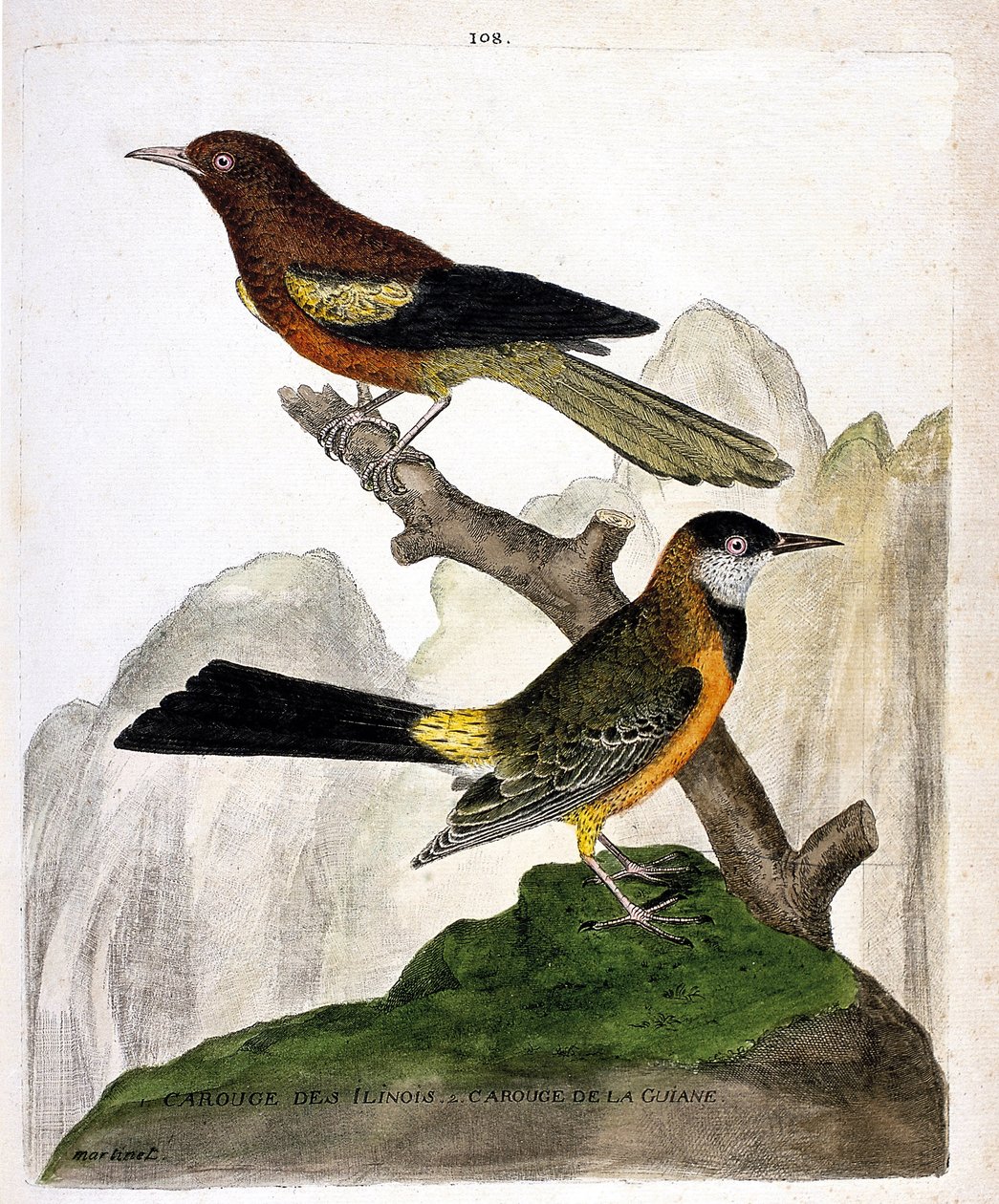 Zoologische kaart (ornithologie): Ilinois Merel (Baltimore troepiaal of icterius bonana) en Guiana Merel (Martinique troepiaal of icterius bonana) op een tak. Illustratie in “De Geschiedenis van de Vogels, Geschilderd in Hun Verschijnende en Gevoelige Aspe door Francois Nicolas Martinet