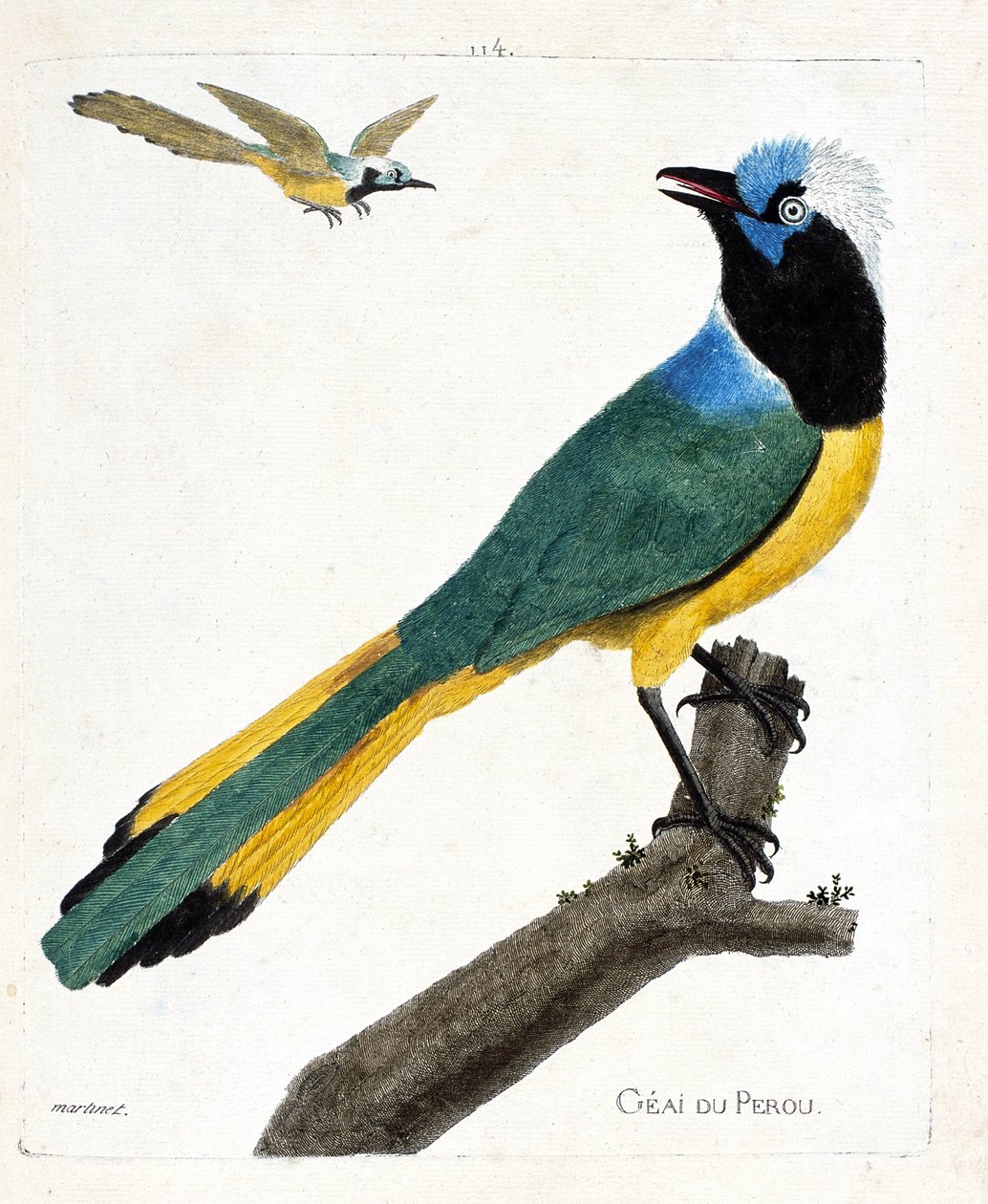 Zoologische kaart (ornithologie): Perou gaai (groene gaai of cyanocorax yncas) op een tak. Illustratie in 