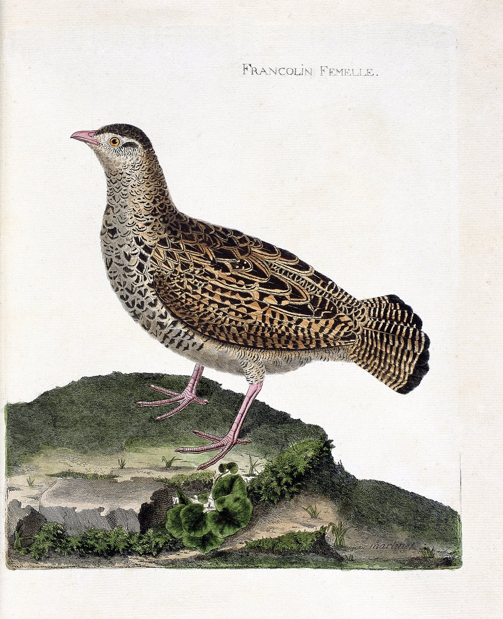 Zoologische kaart (ornithologie): De vrouwelijke frankolijn (zwarte frankolijn of francolinus francolinus). Illustratie in 