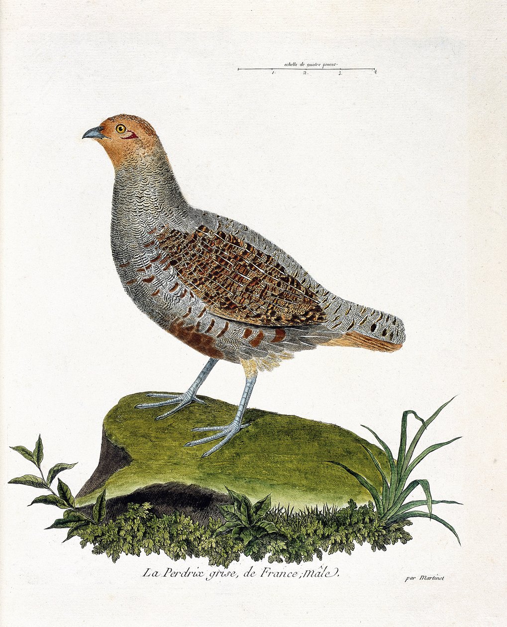 Zoologische kaart (ornithologie): De grijze patrijs van Frankrijk, mannetje (grijze patrijs of patrijs). Illustratie in 