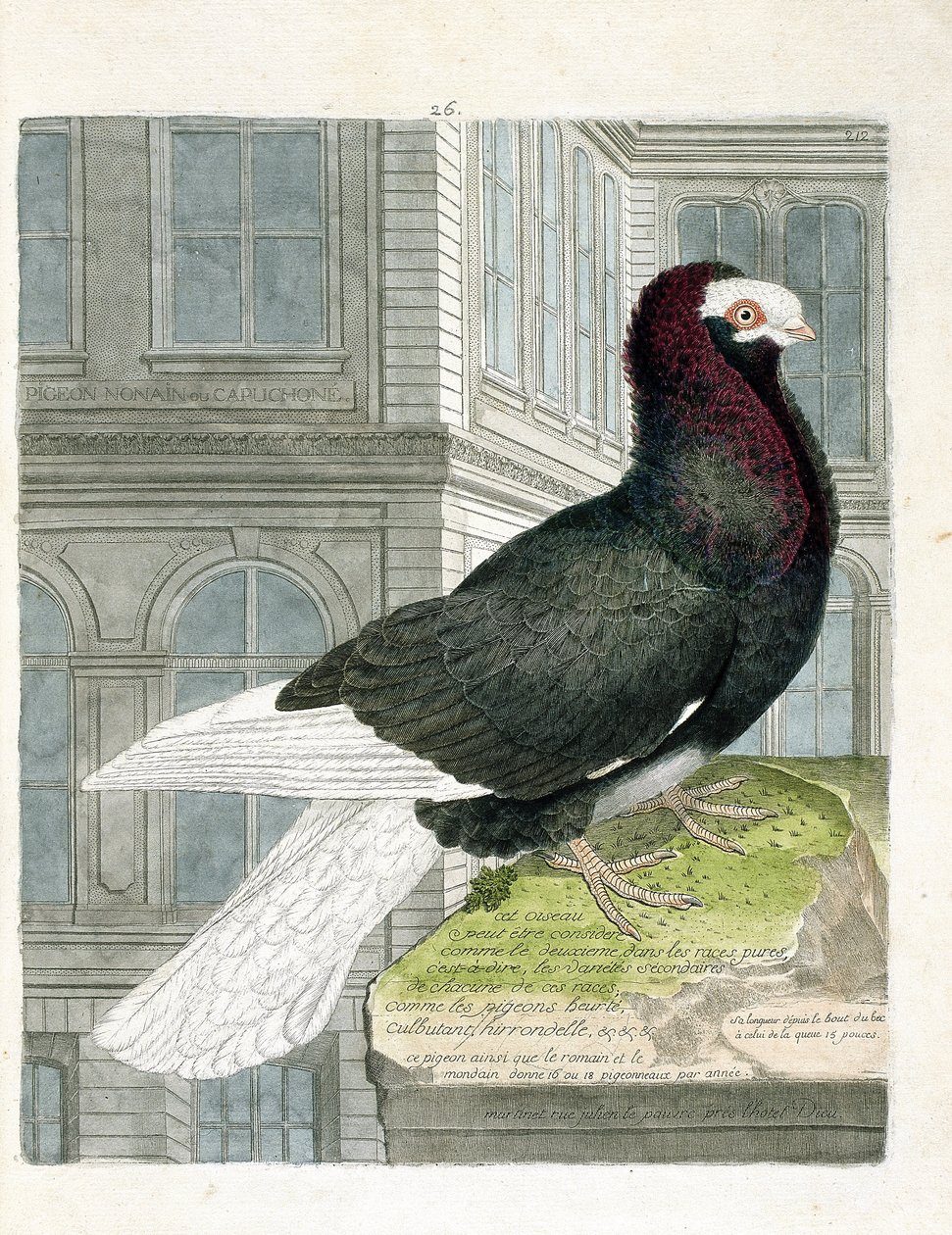 Zoologische kaart (ornithologie): De nonan of kapucijnduif (dwergduif of columba livia). Illustratie in 
