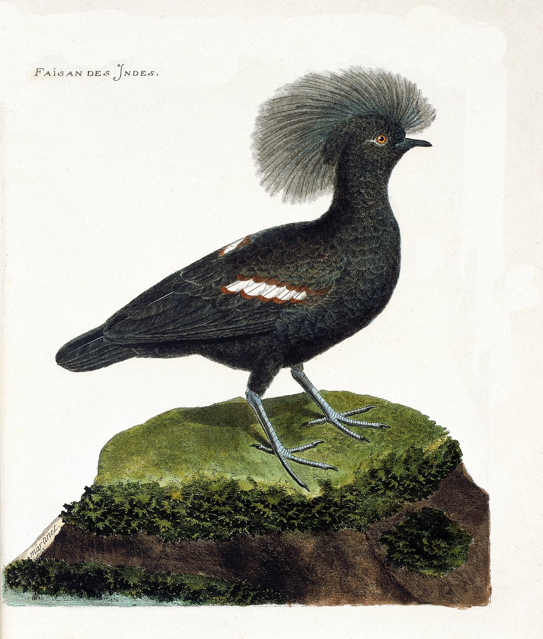 Zoologische kaart (ornithologie): De fazant van India (goura kroon of goura cristata). Illustratie in “De Geschiedenis van de Vogels, Geschilderd in Hun Verschijnende en Gevoelige Aspecten” door Francois Nicolas Martinet (1731-1800). Privécollectie. door Francois Nicolas Martinet