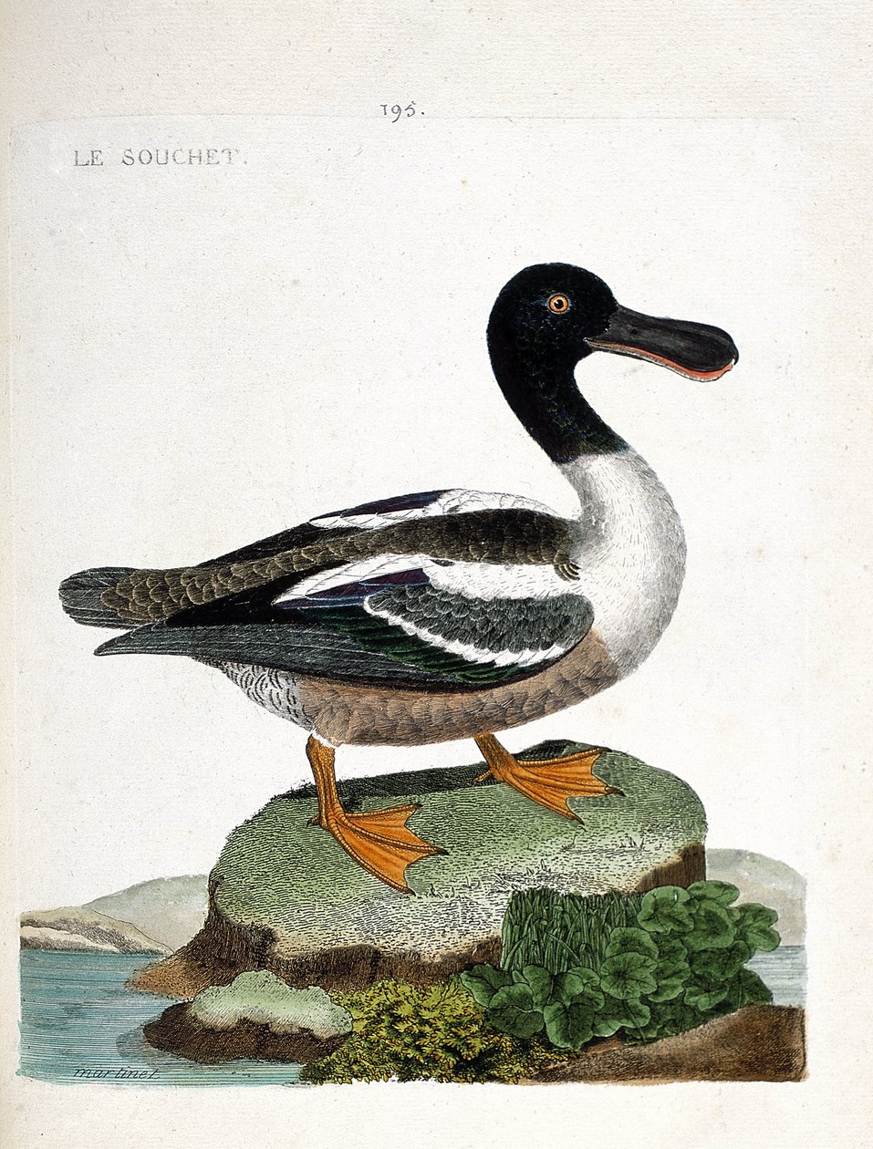 Zoologische kaart (ornithologie): De strain (eend strainberry of anas clypeata). Illustratie in “De Geschiedenis van de Vogels, Geschilderd in Hun Verschijnende en Gevoelige Aspecten” door Francois Nicolas Martinet (1731-1800). Privécollectie. door Francois Nicolas Martinet
