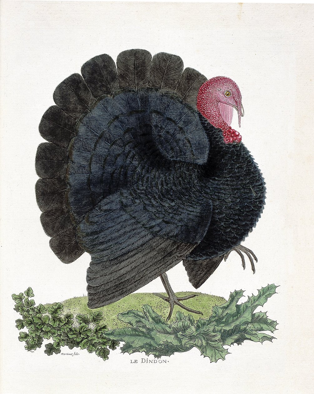 Zoologische kaart (ornithologie): Kalkoen (huiskalkoen of Melaeagris gallopavo). Illustratie in 