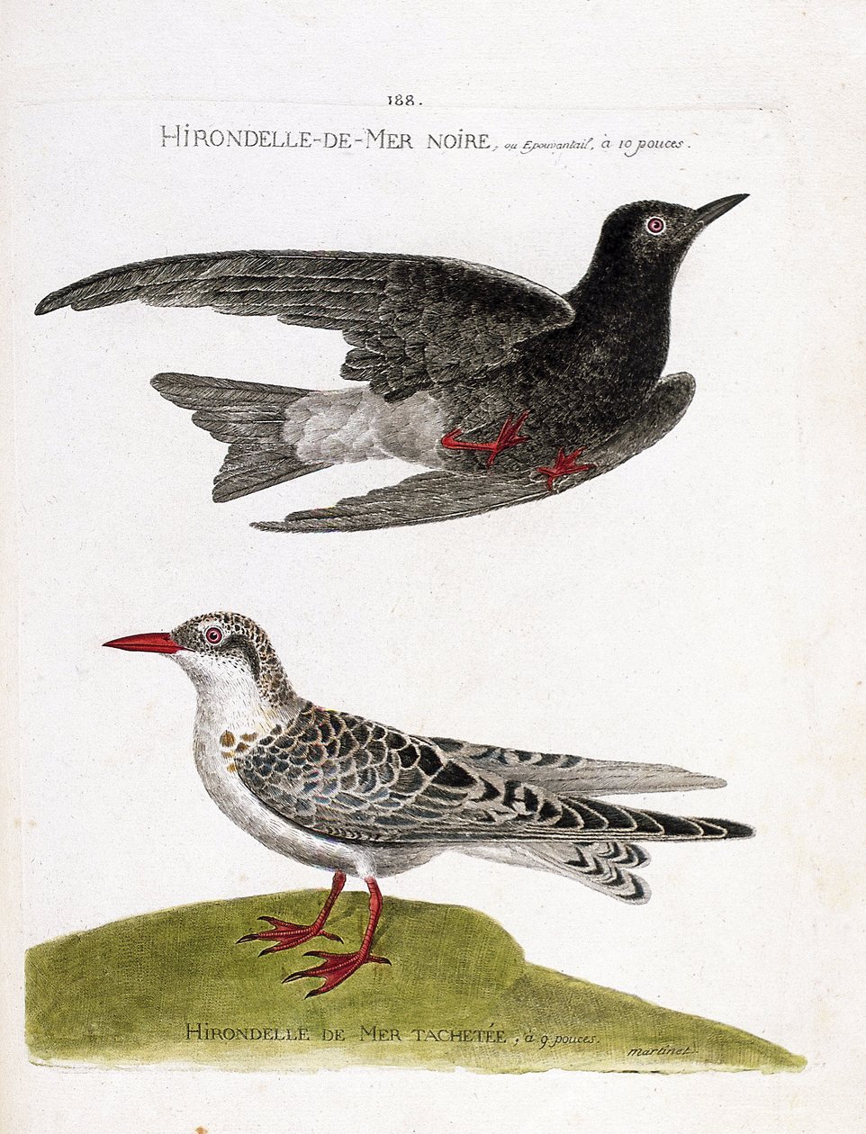 Zoologische kaart (ornithologie): zwarte zeezwaluw (zee zwaluw of zwarte dwerg of chlidonias niger) in vlucht en gevlekte zeezwaluw (moustac guifette of chlidonias hybrida). Illustratie in 
