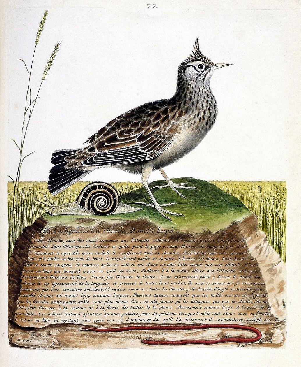 Zoologische kaart (ornithologie): cochevis (cochevis huppe of Galerida cristata). Illustratie in “De Geschiedenis van de Vogels, Geschilderd in Hun Verschijnende en Gevoelige Aspecten” door Francois Nicolas Martinet (1731-1800). Privécollectie. door Francois Nicolas Martinet