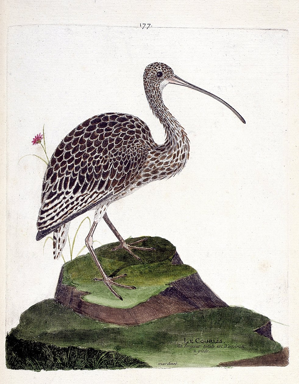 Zoologische kaart (ornithologie): wulp (wulp as of numenius arquata). Illustratie in "De Geschiedenis van de Vogels, Geschilderd in Hun Verschijning en Gevoelige Aspecten" door Francois Nicolas Martinet (1731-1800). Privécollectie. door Francois Nicolas Martinet