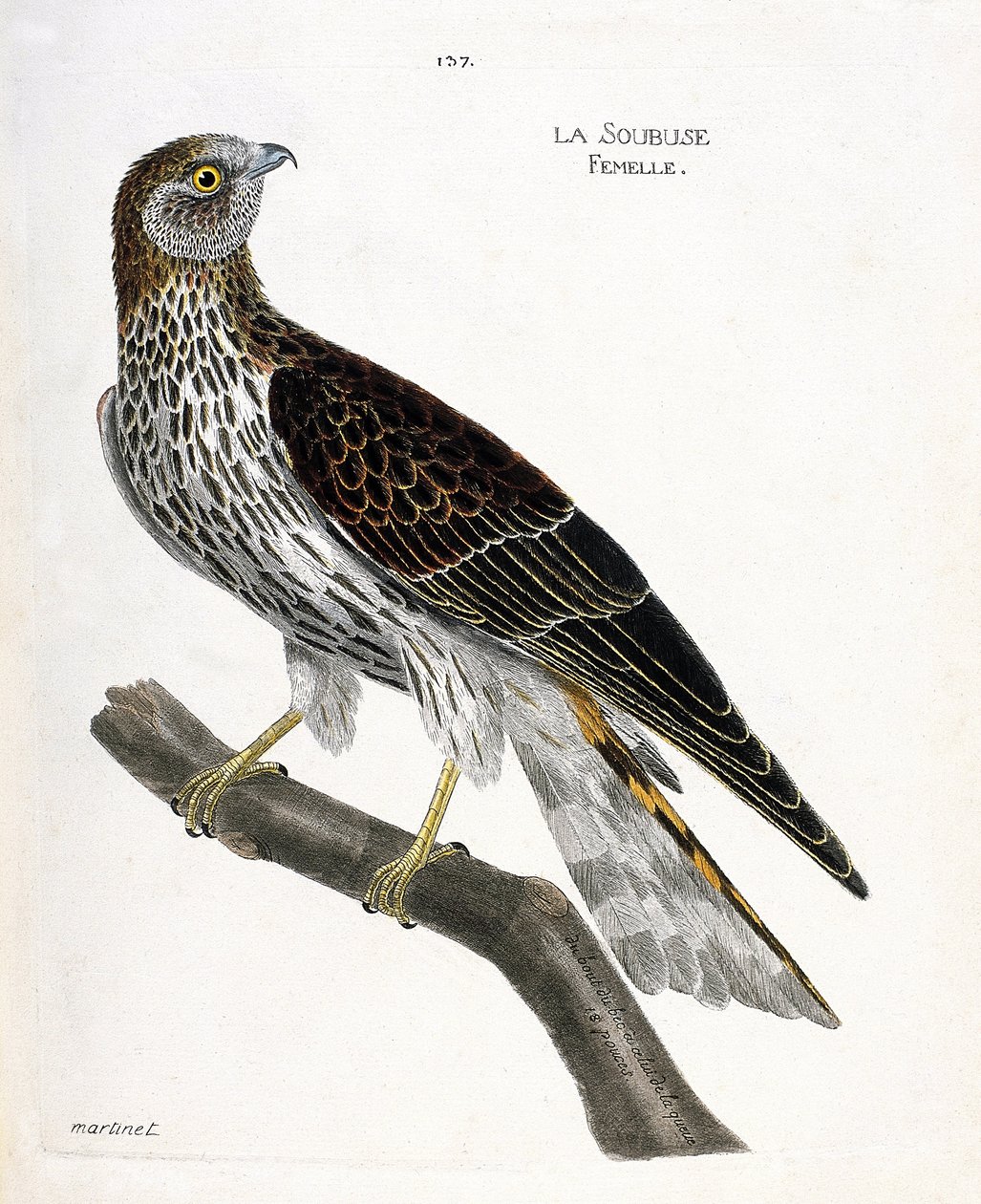 Zoologische kaart (ornithologie): vrouwtje soubuse (busard saint martin of circus cyaneus) op een tak. Illustratie in "De Geschiedenis van de Vogels, Geschilderd in Hun Verschijning en Gevoelige Aspecten" door Francois Nicolas Martinet (1731-1800). Privéco door Francois Nicolas Martinet