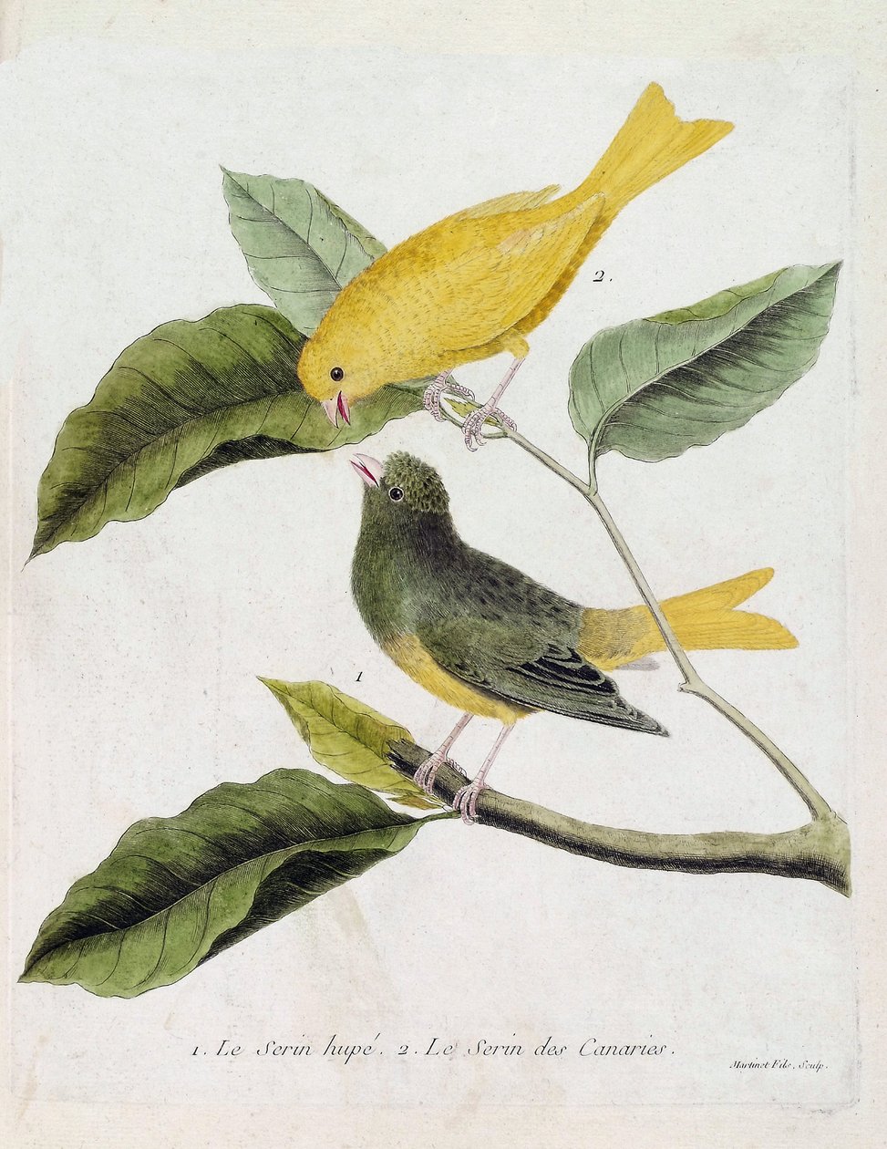 Zoologische kaart (ornithologie): van onder naar boven: De serin hupe (serin des canaries of serinus canaria) en de serin des canaries op een tak. Illustratie in 