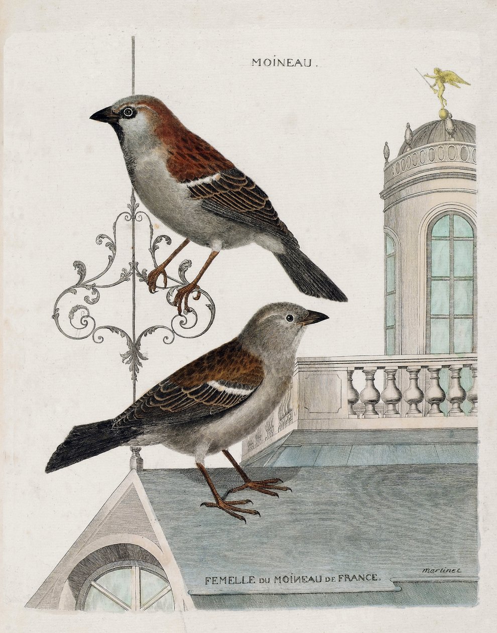 Zoologische kaart (ornithologie): van boven naar beneden: Mus en vrouwtje van de mus van Frankrijk (huismus of pass domesticus). Illustratie in 