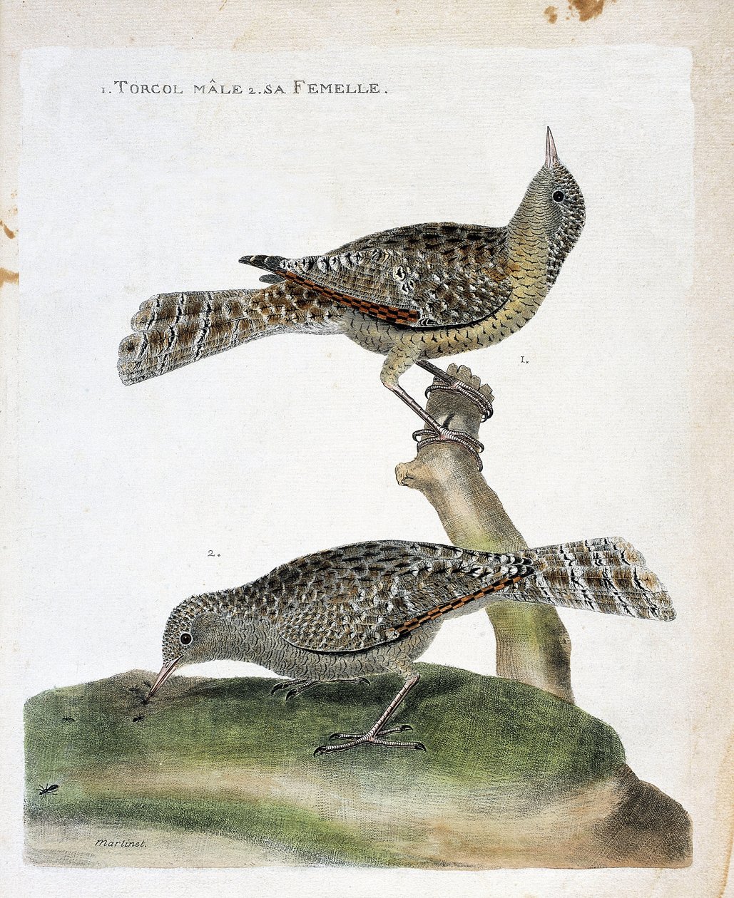 Zoologische kaart (ornithologie): van boven naar beneden: De mannelijke torcol en zijn vrouwtje (Torcol Fourmilier of Jynx torquilla). Illustratie in 