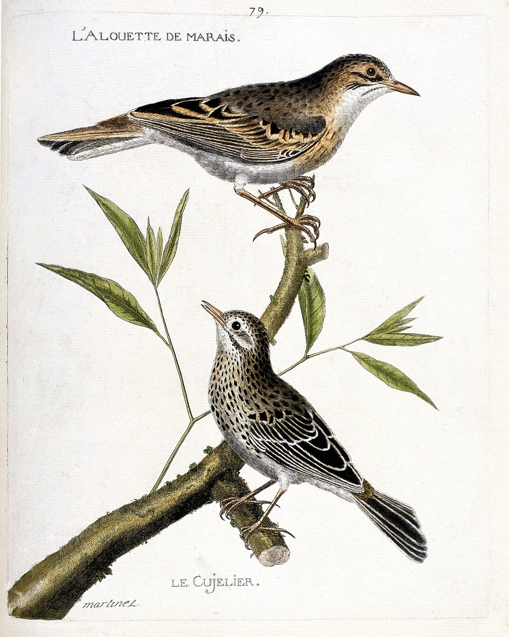 Zoologische kaart (ornithologie): van boven naar beneden: de veldleeuwerik (veldleeuwerik of anthus campestris) en de graspieper (graspieper of anthus pratensis) op een tak. Illustratie in 