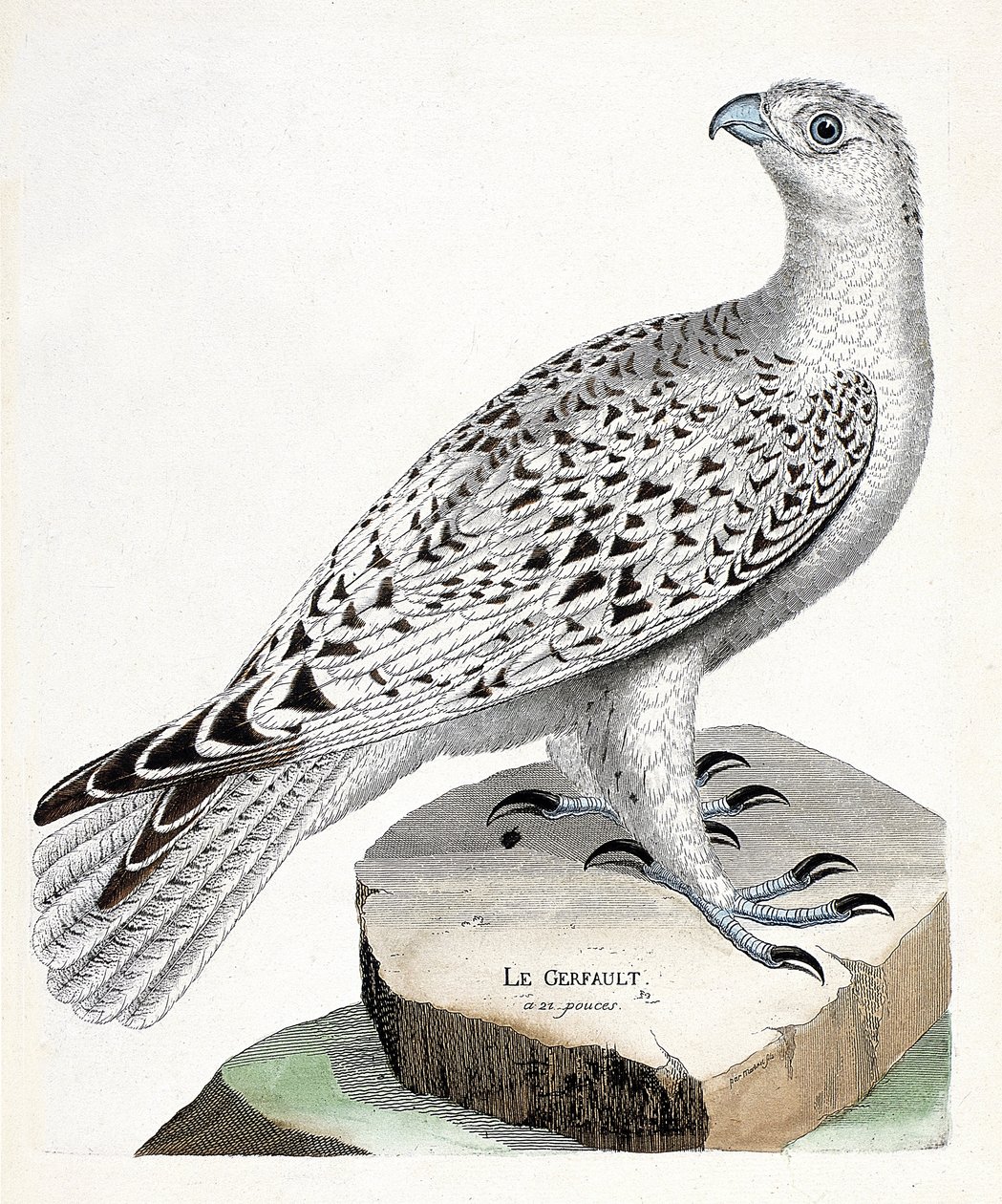 Zoologische kaart (ornithologie): giervalk (falco rusticolus). Illustratie in 