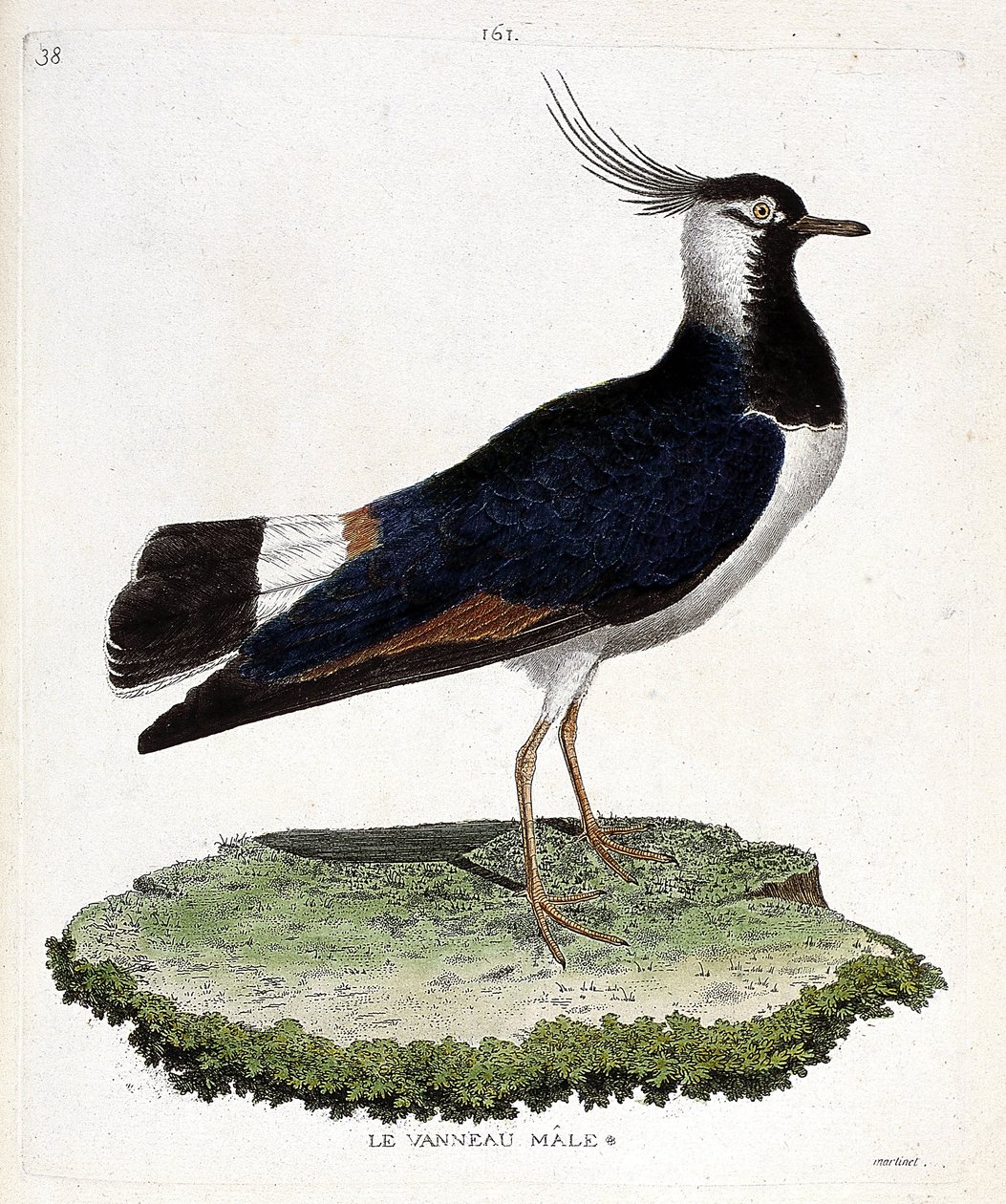Zoologische kaart (ornithologie): kievit (kievit of vanellus vanellus). Illustratie in 