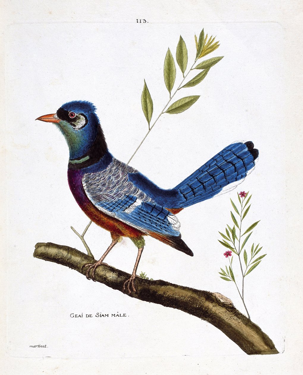 Zoologische kaart (ornithologie): mannelijke siamese gaai (blauwe gaai of cyanocitta cristata) op een tak. Illustratie in 
