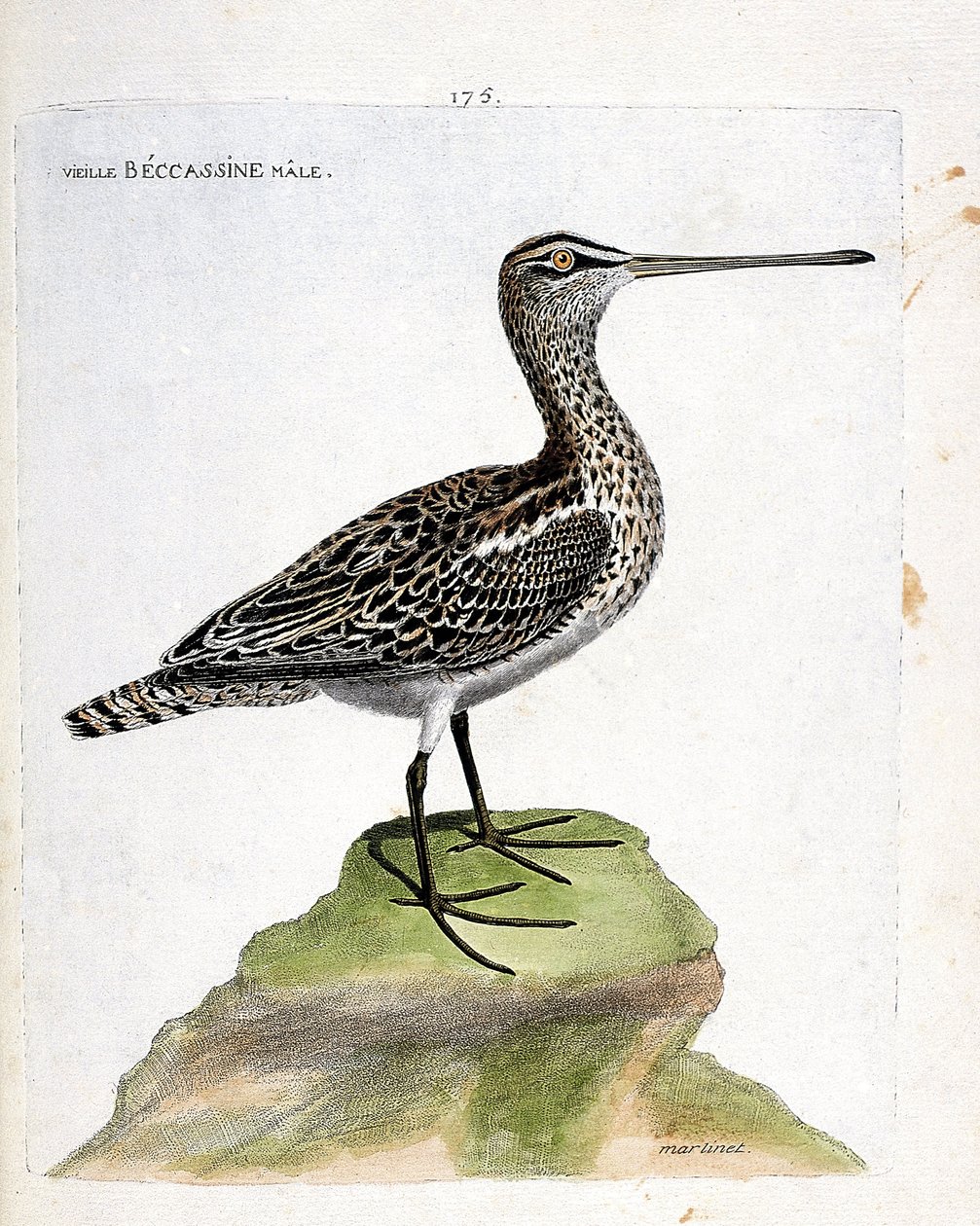 Zoologische kaart (ornithologie): oude mannelijke becassine (moeras becassine of gallinago gallinago). Illustratie in “De Geschiedenis van de Vogels, Geschilderd in Hun Verschijnende en Gevoelige Aspecten” door Francois Nicolas Martinet (1731-1800). Privéc door Francois Nicolas Martinet