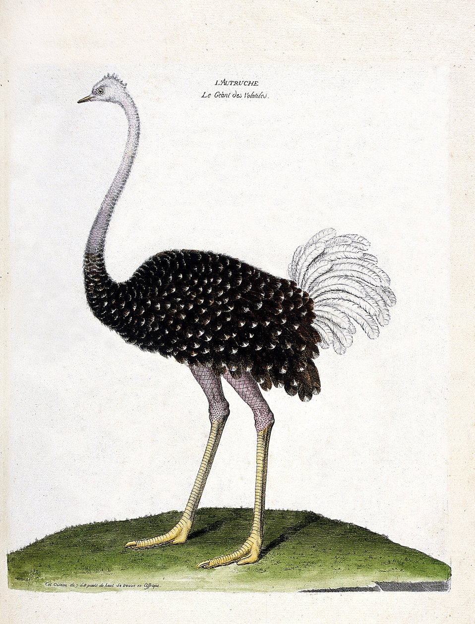 Zoologische kaart (ornithologie): struisvogel (struthio camelus). Illustratie in 