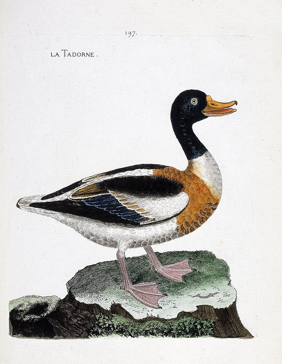 Zoologische kaart (ornithologie): tadorne (tadorne de belon of tadorna tadorna). Illustratie in 