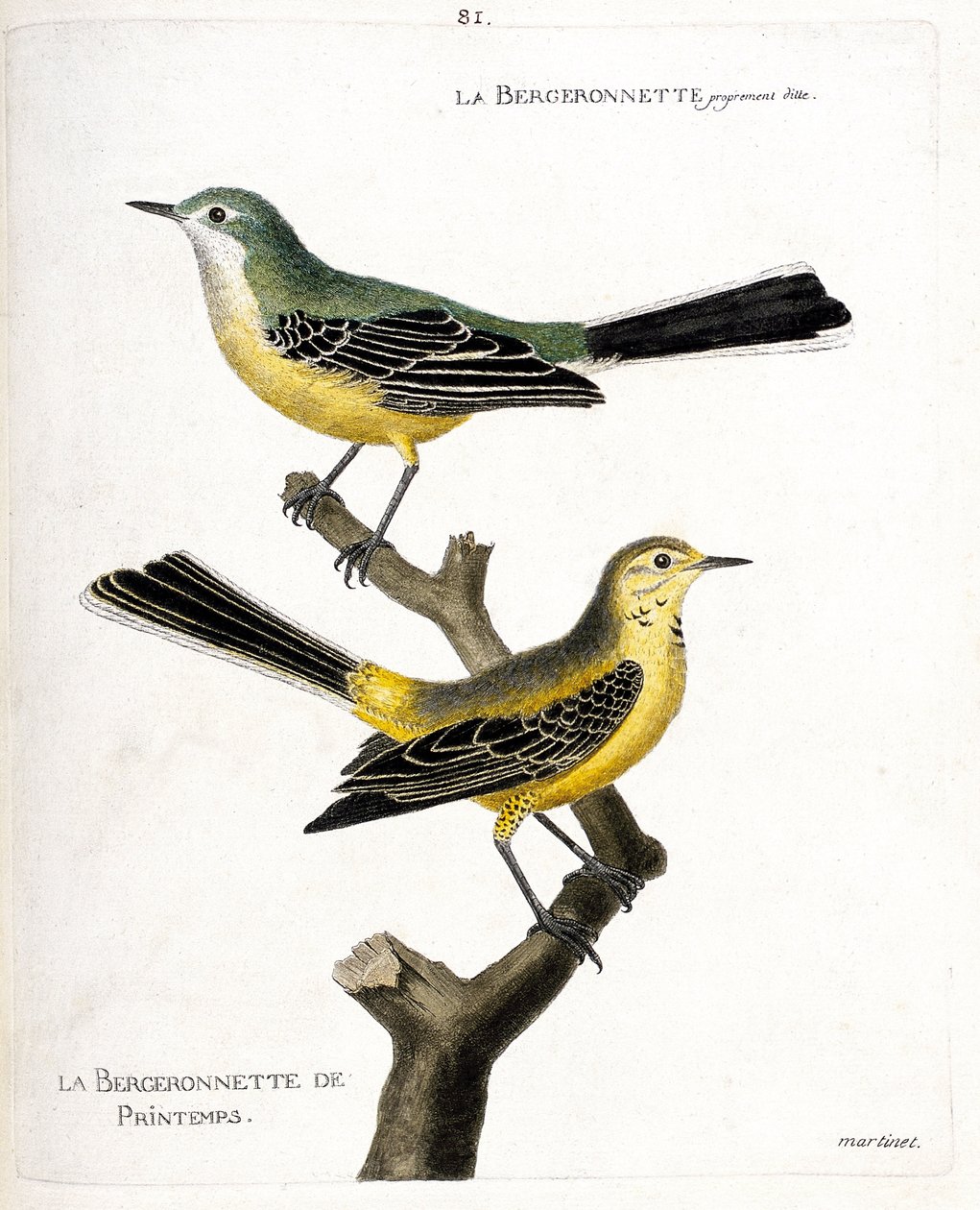 Zoologische kaart (ornithologie): de kwikstaart zelf en de lente kwikstaart (lente kwikstaart of motacilla flava) op een tak. Illustratie in 