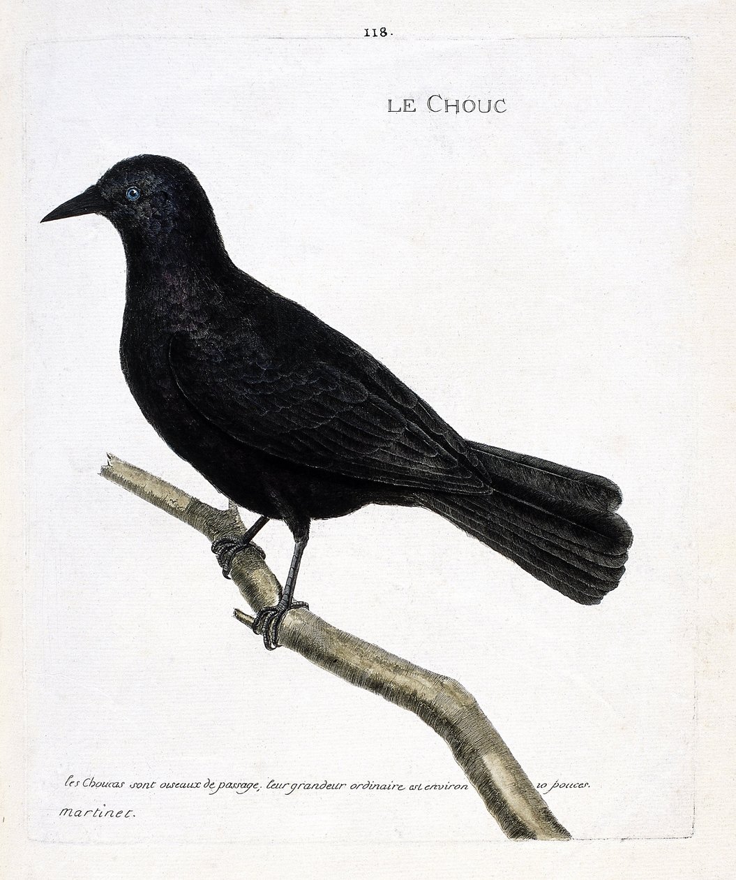 Zoologische kaart (ornithologie): de kauw (kauw of corvus monedula) op een tak. Illustratie in 