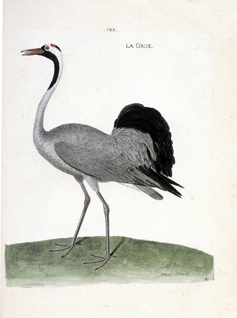 Zoologische kaart (ornithologie): de kraanvogel (kraanvogel of grus grus). Illustratie in 