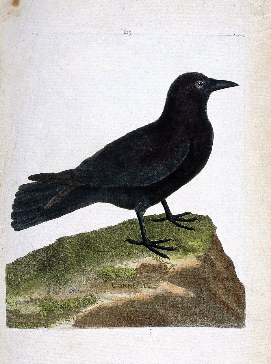 Zoologische kaart (ornithologie): de kraai (zwarte kraai of corvus corone). Illustratie in "De Geschiedenis van de Vogels, Geschilderd in Hun Verschijning en Gevoelige Aspecten" door Francois Nicolas Martinet (1731-1800). Privécollectie. door Francois Nicolas Martinet