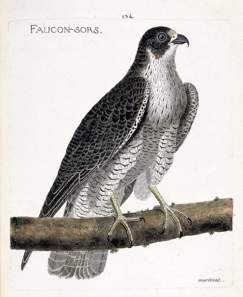 Zoologische kaart (ornithologie): de valk komt uit of valk uit (pelgrimsvalk of falco peregrinus) op een tak. Illustratie in “De Geschiedenis van de Vogels, Geschilderd in Hun Verschijnende en Gevoelige Aspecten” door Francois Nicolas Martinet (1731-1800). door Francois Nicolas Martinet