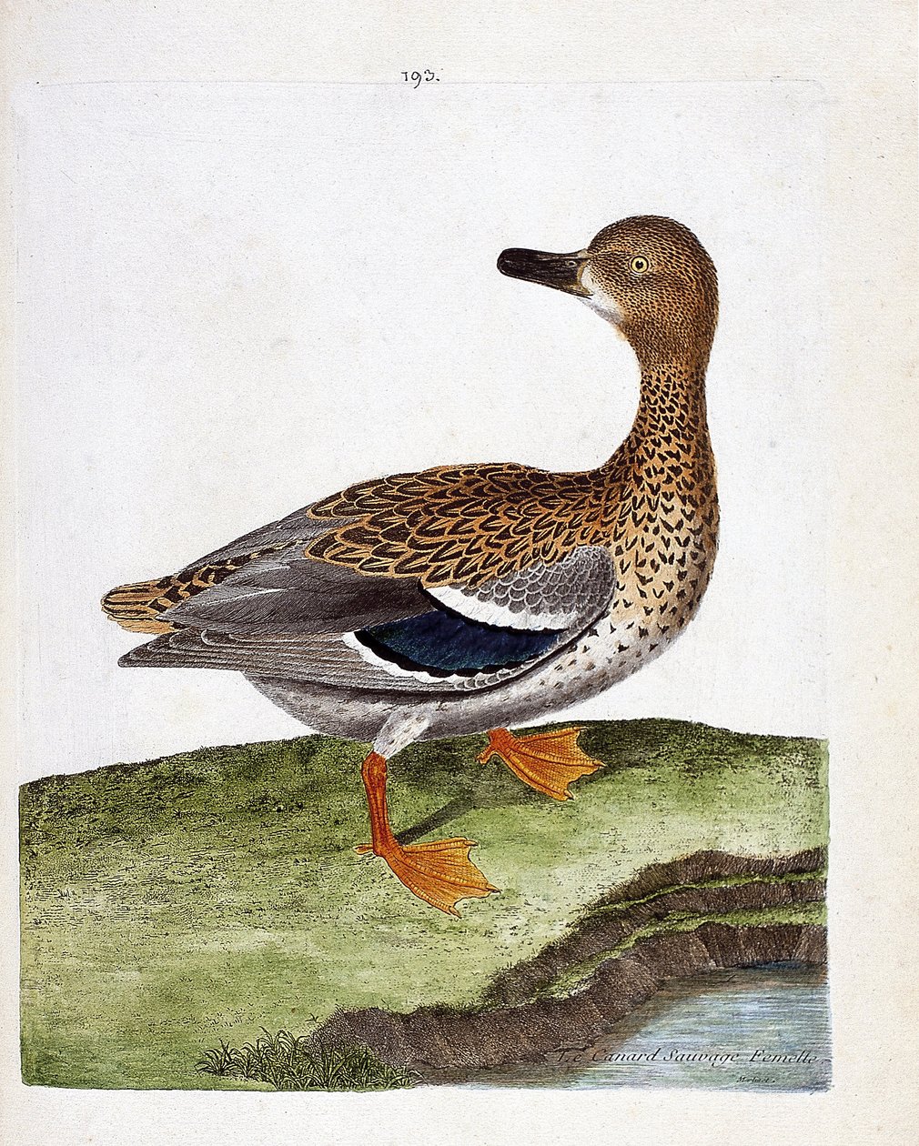 Zoologische kaart (ornithologie): de vrouwelijke wilde eend (wilde eend of anas platyrhynchos). Illustratie in “De Geschiedenis van de Vogels, Geschilderd in Hun Verschijnende en Gevoelige Aspecten” door Francois Nicolas Martinet (1731-1800). Privécollecti door Francois Nicolas Martinet