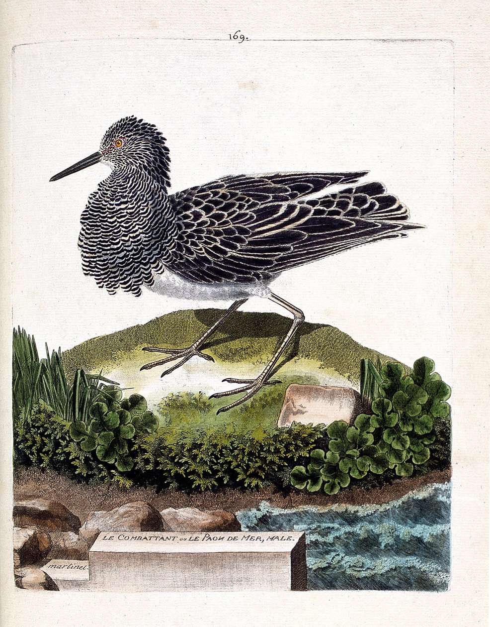 Zoologische kaart (ornithologie): de vechter of de mannelijke zee pauw (vechter varieert of philomachus pugnax). Illustratie in 