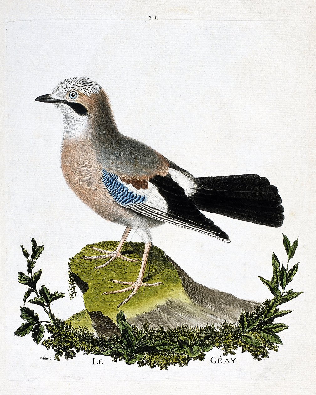 Zoologische kaart (ornithologie): de gaai (vlaamse gaai of garrulus glandarius). Illustratie in 