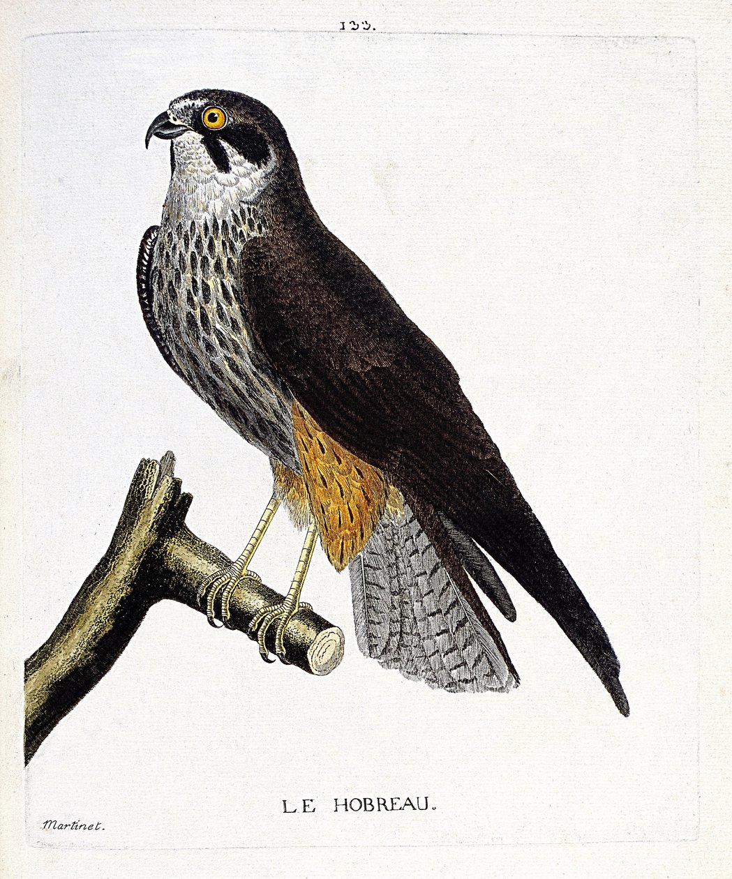 Zoologische kaart (ornithologie): de hobreau (havik havik of falco subbuteo) op een tak. Illustratie in 