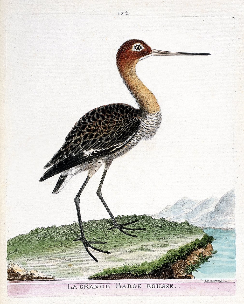 Zoologische kaart (ornithologie): de grote rode barge (zwartstaart barge of limosa limosa). Illustratie in “De Geschiedenis van de Vogels, Geschilderd in Hun Verschijnende en Gevoelige Aspecten” door Francois Nicolas Martinet (1731-1800). Privécollectie. door Francois Nicolas Martinet