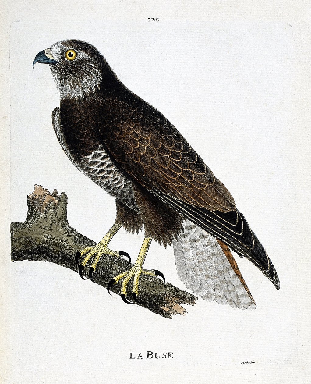 Zoologische kaart (ornithologie): de buizerd (buteo buteo) op een tak. Illustratie in 