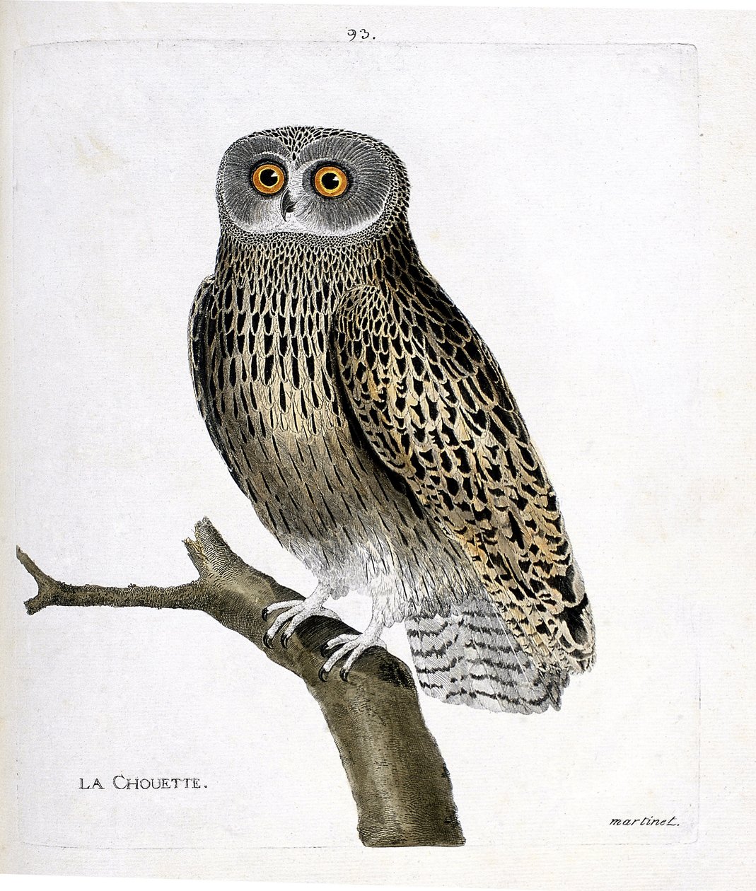 Zoologische kaart (ornithologie): de uil (hulotte uil of strix aluco) op een tak. Illustratie in "De Geschiedenis van de Vogels, Geschilderd in Hun Verschijning en Gevoelige Aspecten" door Francois Nicolas Martinet (1731-1800). Privécollectie. door Francois Nicolas Martinet
