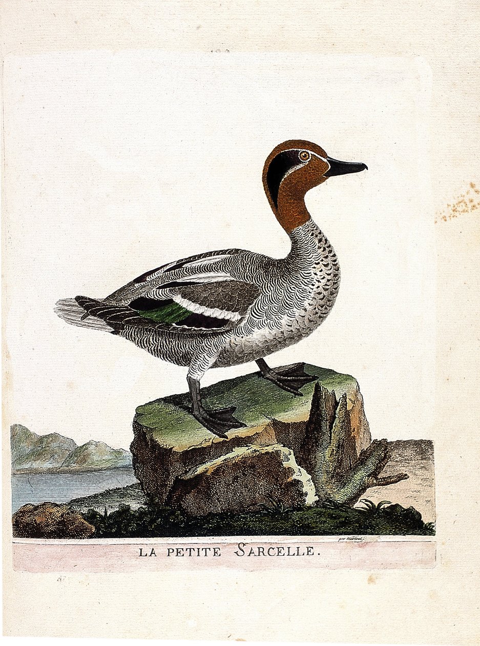 Zoologische kaart (ornithologie): de kleine wintertaling (wintertaling of anas crecca). Illustratie in "De Geschiedenis van de Vogels, Geschilderd in Hun Verschijning en Gevoelige Aspecten" door Francois Nicolas Martinet (1731-1800). Privécollectie. door Francois Nicolas Martinet