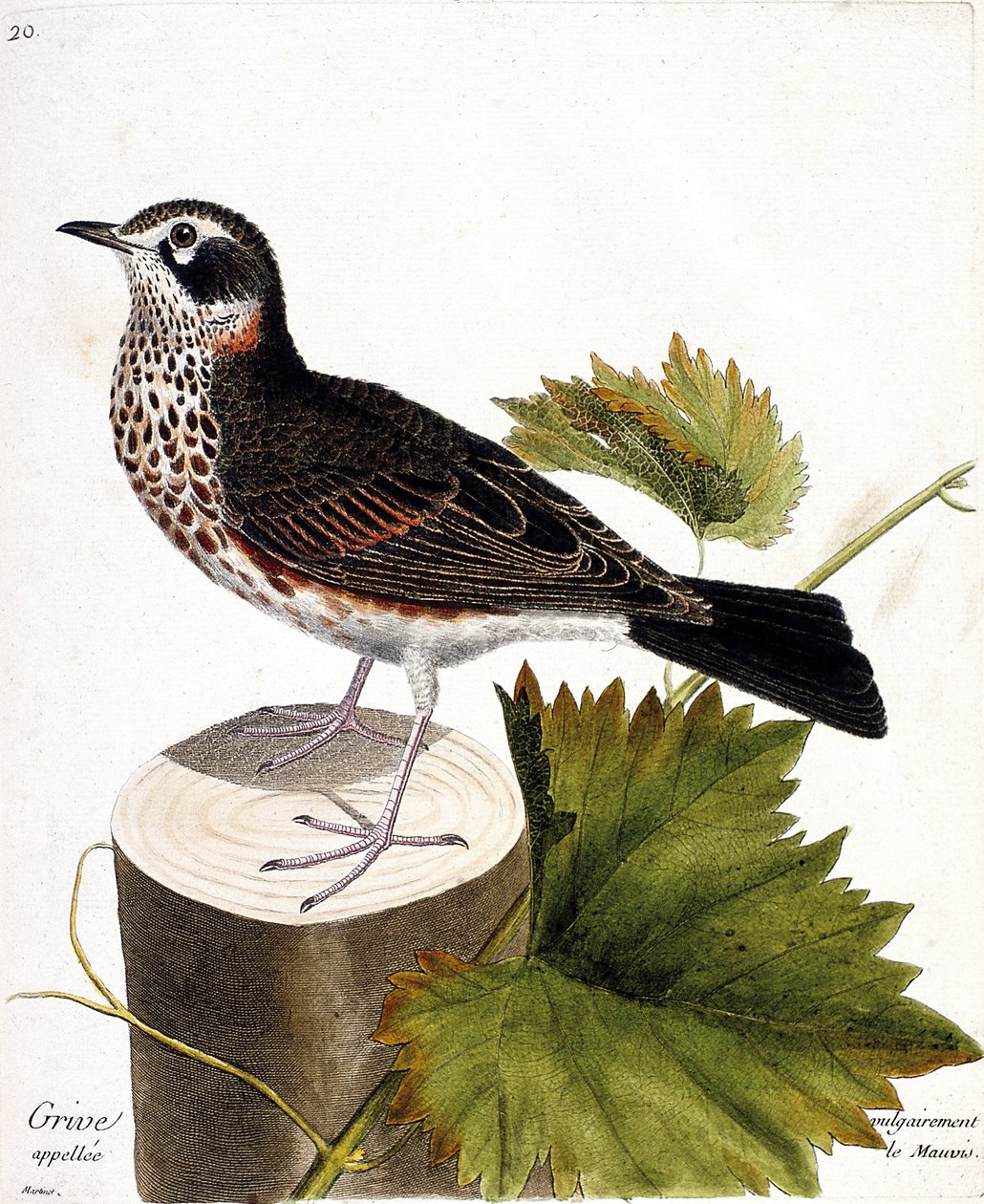 Zoologische kaart (ornithologie): de lijster die gewoonlijk de mauvis wordt genoemd (mauvis lijster of turdus iliacus) op een boomstam. Illustratie in "De Geschiedenis van de Vogels, Geschilderd in Hun Verschijning en Gevoelige Aspecten" door Francois Nico door Francois Nicolas Martinet