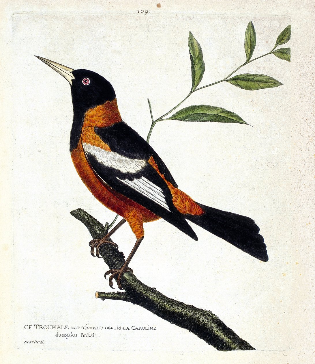 Zoologische kaart (ornithologie): de troepiaal (troepiaal ofiole of icterus icterus) op een tak. Illustratie in 