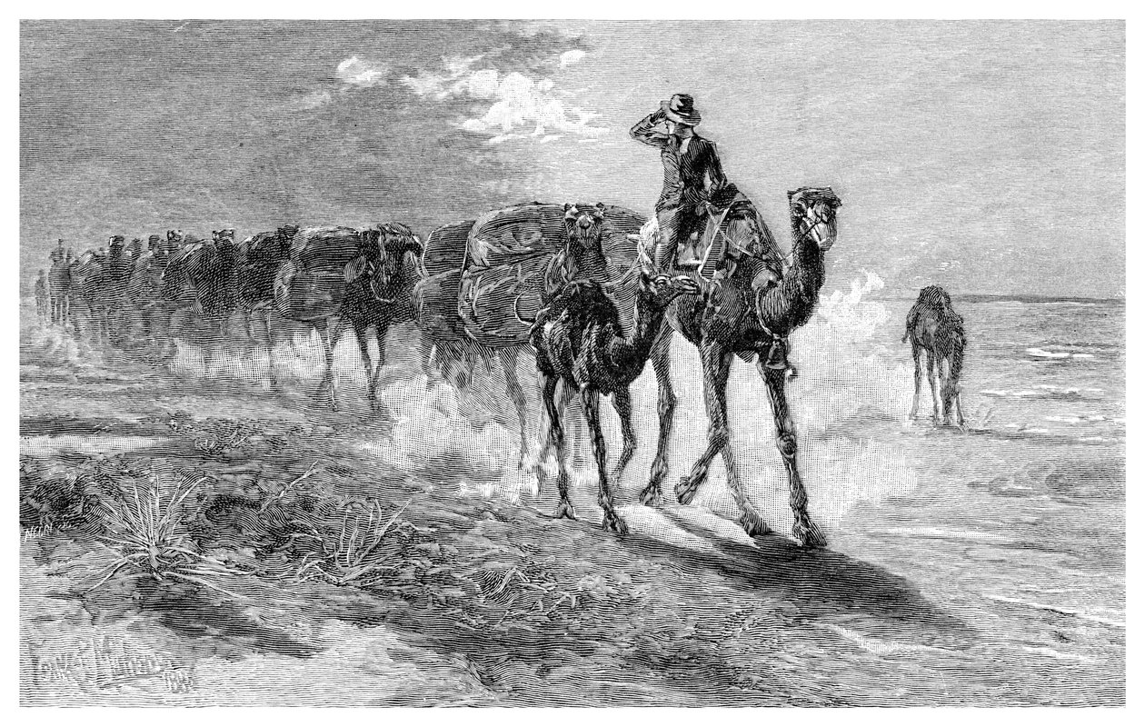 Kamelen die wol dragen door Frank P. Mahony