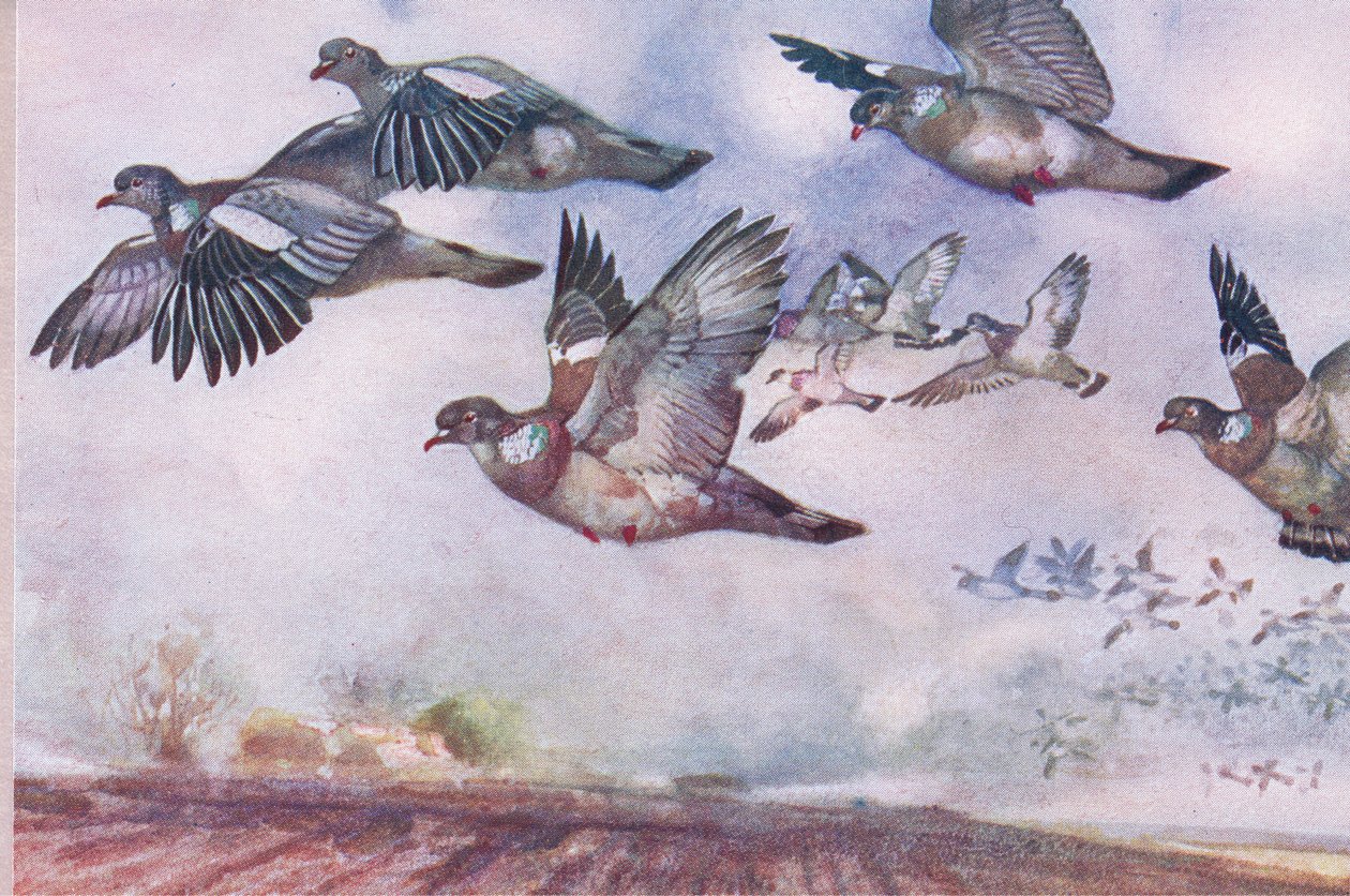 Houtduiven in vlucht, illustratie uit Wild Nature & Country Life gepubliceerd door Hodder & Stoughton, ca. 1910 door Frank Southgate