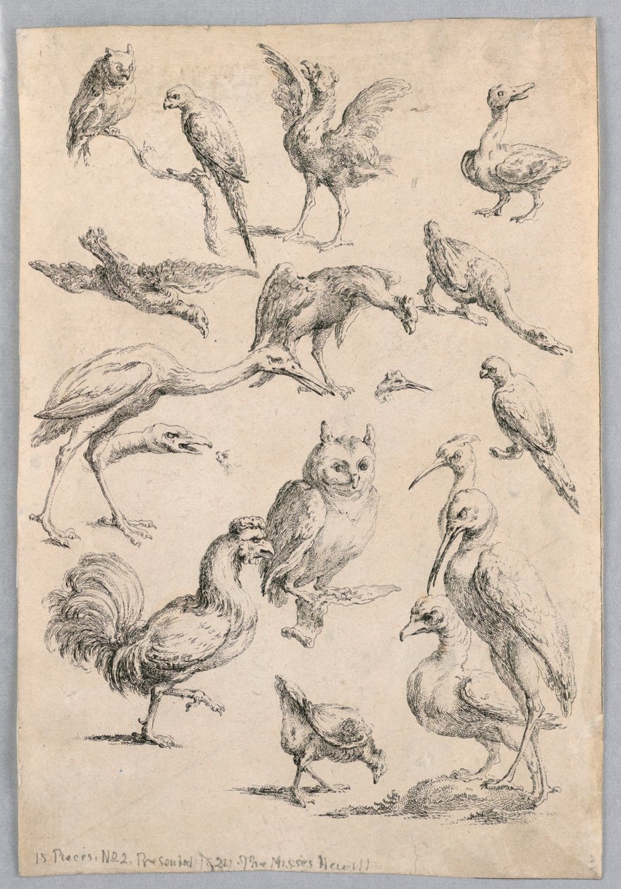 Assortiment van Vogels, uit de 