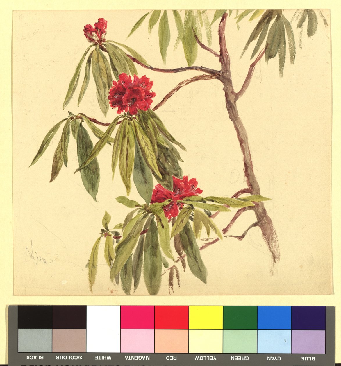 Bloemenstudie (Daphne) door Franz Alt