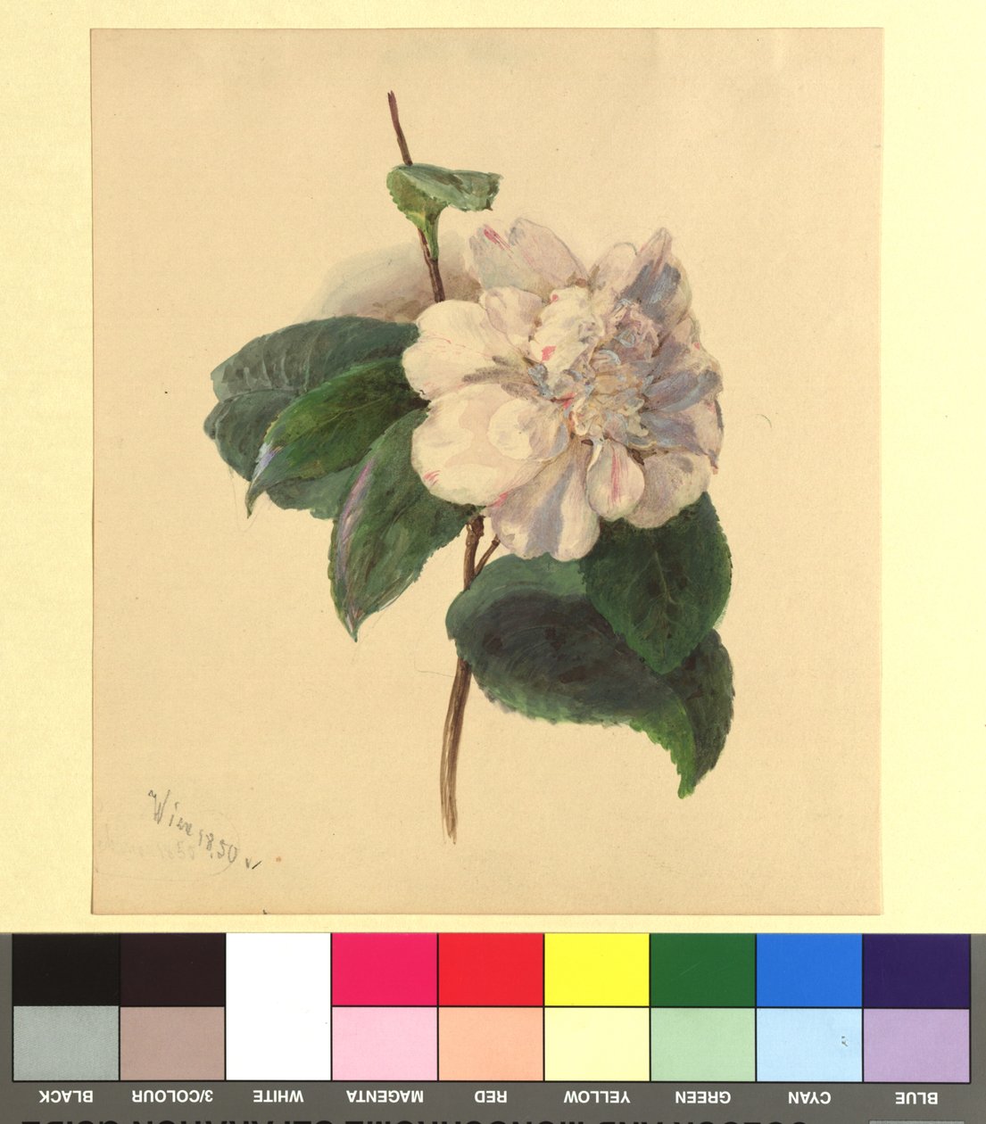 Bloemenaquarel door Franz Alt
