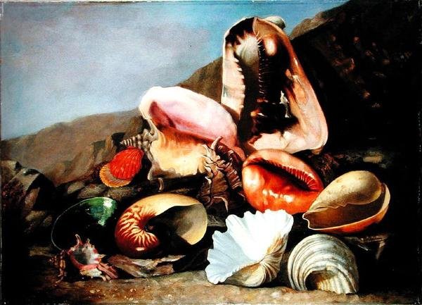 Stilleven van Schelpen door Franz Anton von Scheidel