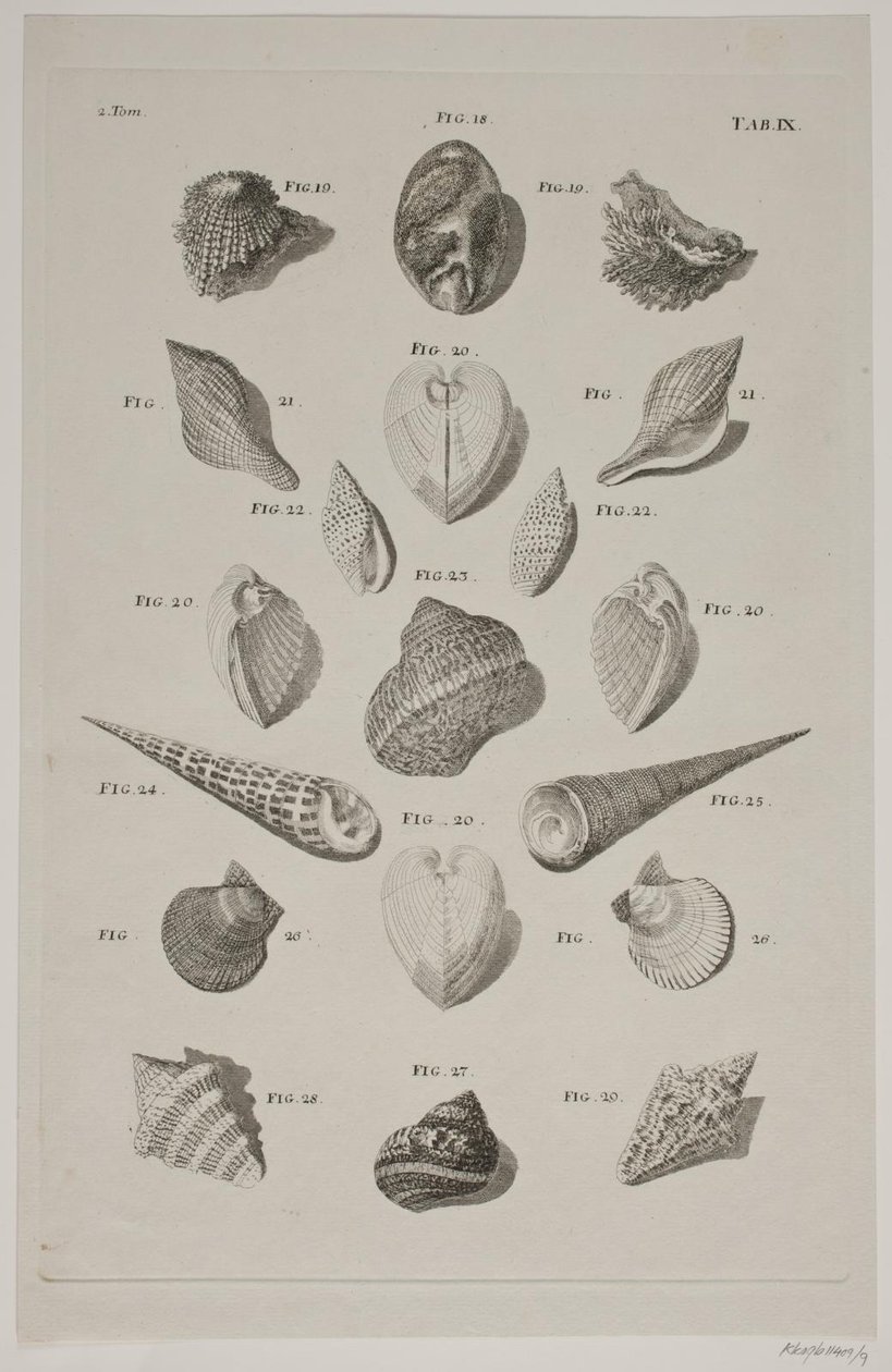 Planche met schelpen. Planche 9. door Franz Michael Regenfus