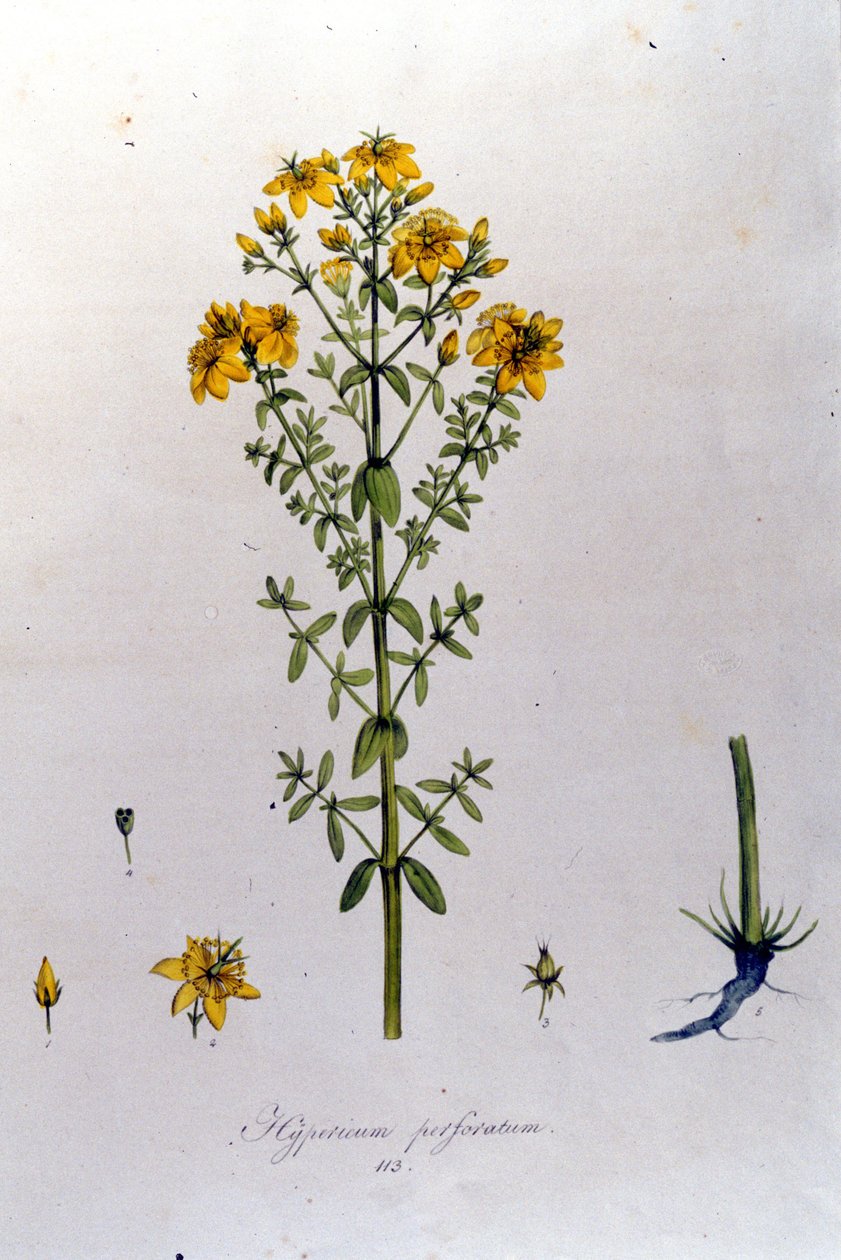 Het hypericum of Sint-Janskruid uit F. De Paola De Schrank