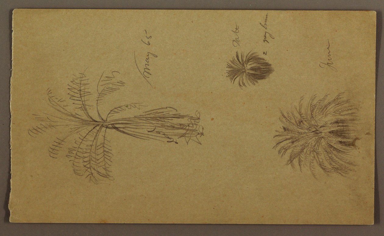 Botanische schetsen door Frederic Edwin Church