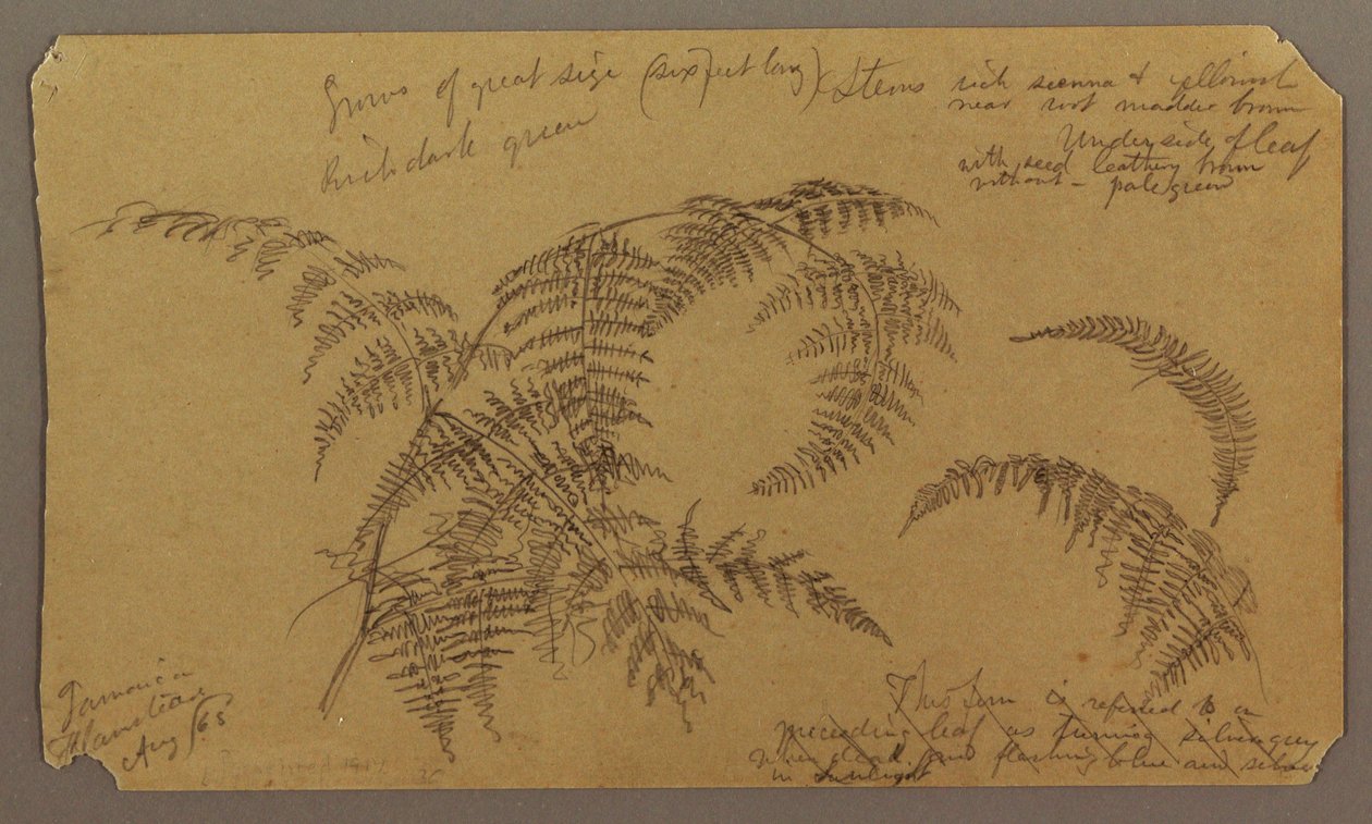Botanische Schetsen, augustus 1865 door Frederic Edwin Church