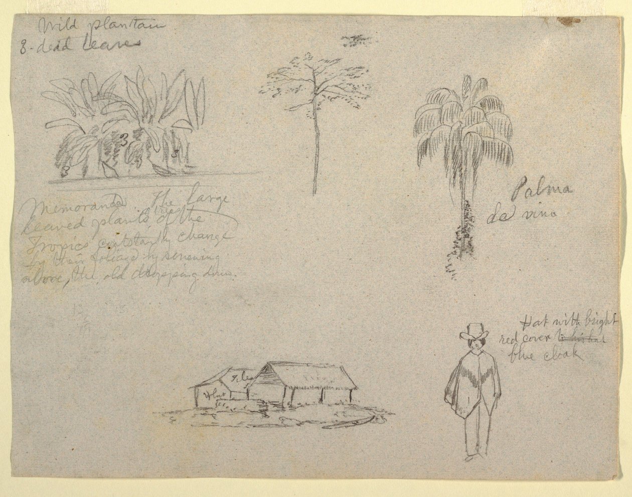 Tekening, Botanische schetsen, 1853 door Frederic Edwin Church